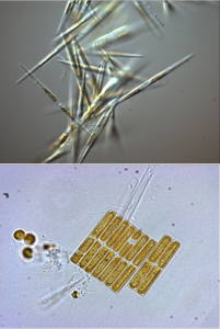 Figure 2: Pseudo-nitzschia sp. (top) and Fragilariopsis sp. (bottom) diatom cells. Both genera have been shown to bloom after iron fertilization experiments.