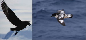 Figure 1. A Southern Brown Skua, common along the WAP. And a Cape Petrel common, along in the Drake Passage. Photos courtesy Darren Roberts and J.D. Gantz. 
