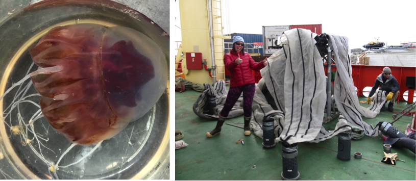 Left: Periphylla collected during the first process station near PAL station 600.040 . Right: Tricia Thibodeau and Andrew Corso (Rutgers) prepping the MOCNESS (monster) net at Palmer Station.